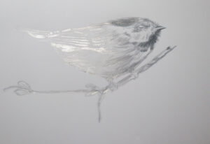 silverpoint drawing of a bird on mineral paper with light showing the shine of the silver