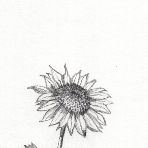 sunflower sketch drawn with Y&C Artist Pencil 1.1 mm