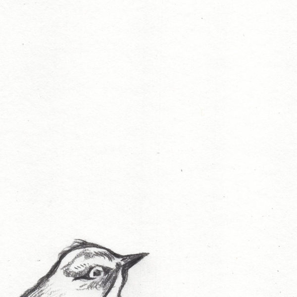 bird sketch drawn with Y&C Artist Pencil 1.3 mm